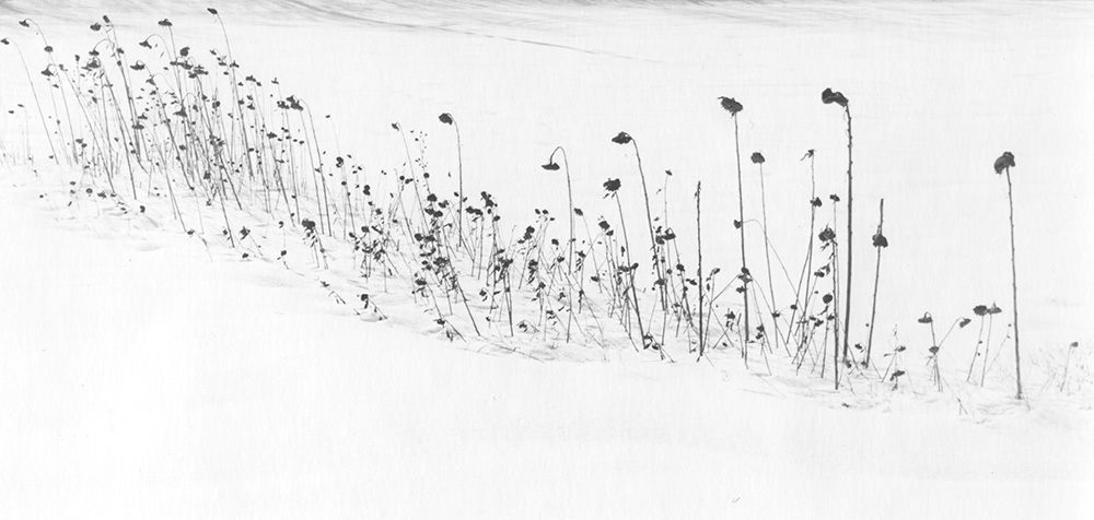 Sunflowers in Snow